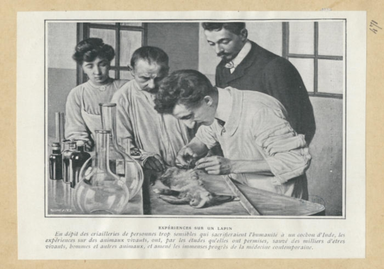 Experiment amb conill